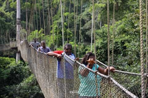 Canopy Walk & Waterfalls