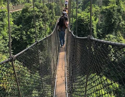 Walking along a rope suspension bridge high above the forest