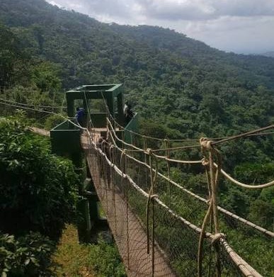 Canopy walkway platform above a lush forest valley